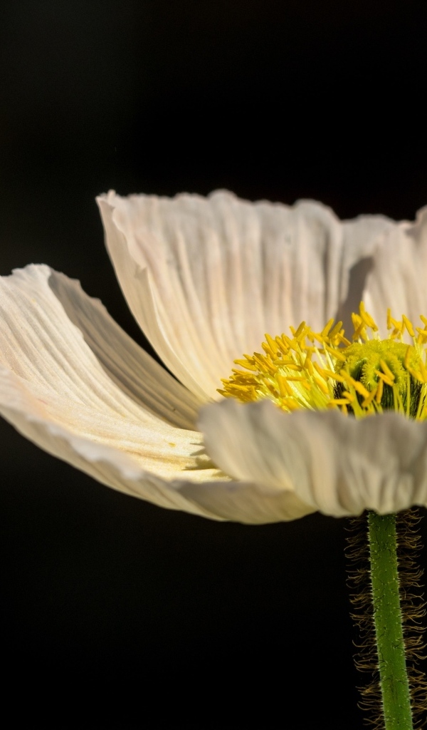 Белый цветок мака крупным планом