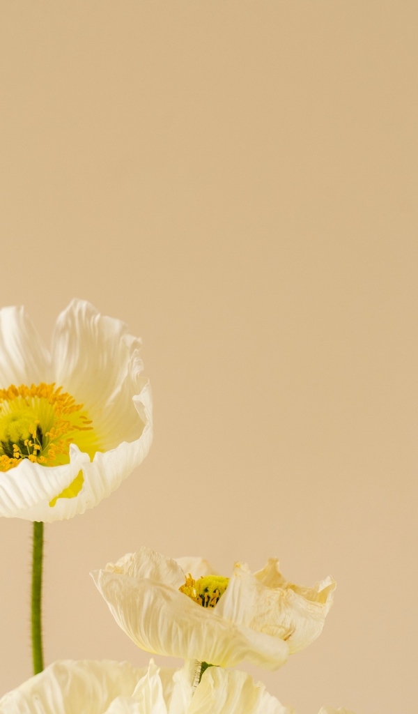 Белые цветы мака на бежевом фоне