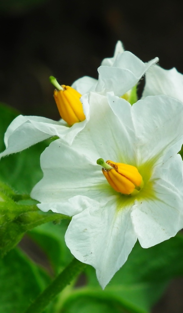 Белые цветы картофеля крупным планом