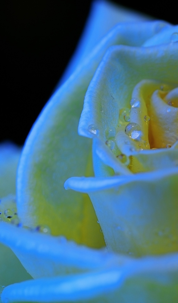 Белый бутон розы в каплях росы