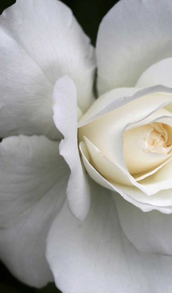 Цветок белой розы вблизи