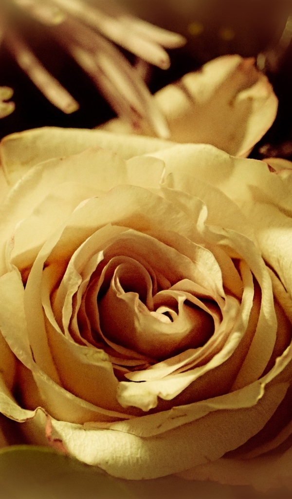 Белый цветок розы в букете вблизи