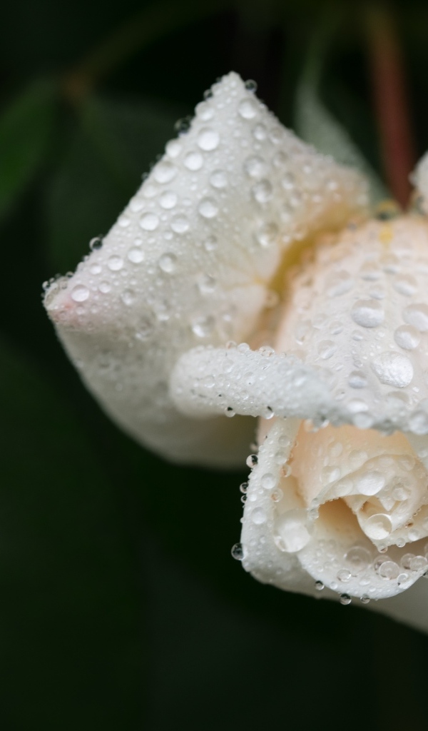 Белая роза в каплях воды крупным планом