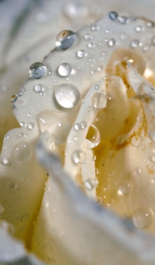 Лепестки белой розы в каплях росы крупным планом