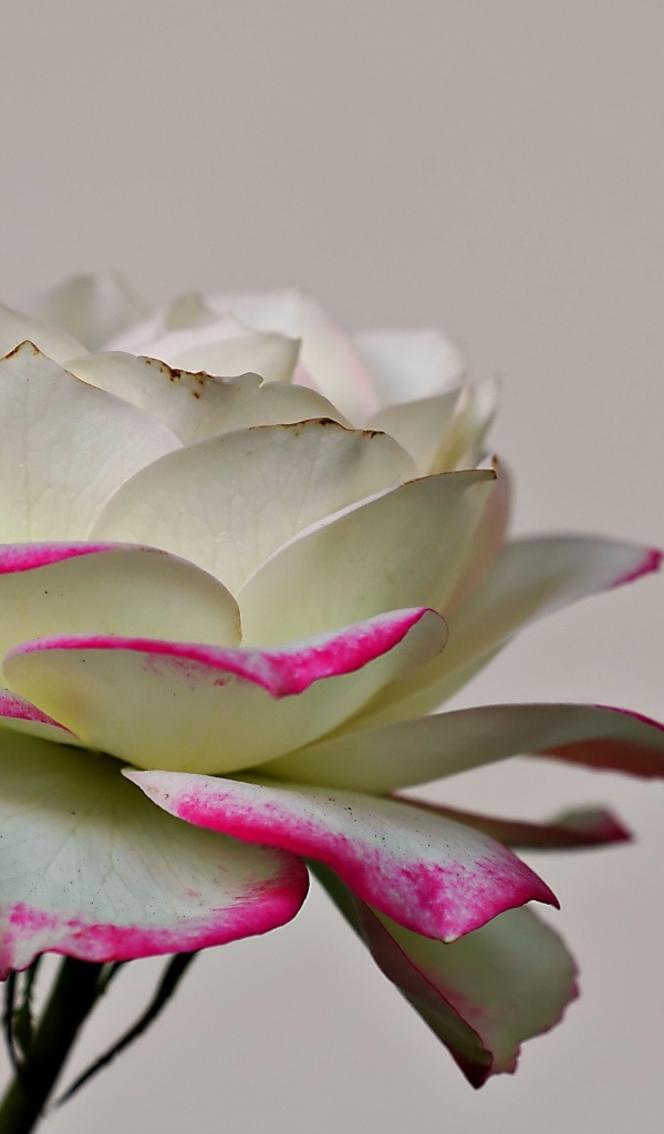 Белая роза с розовыми краями на лепестках 