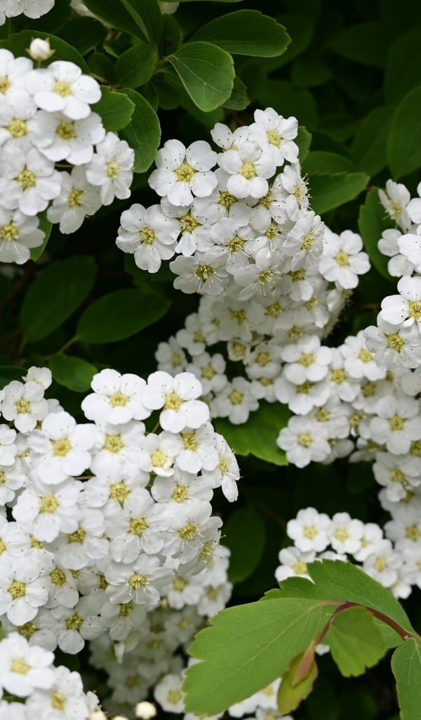 Белые цветы рябины крупным планом