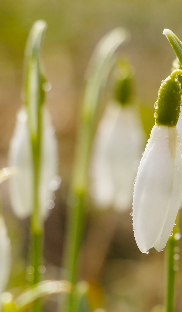 Белые цветы подснежника в каплях росы