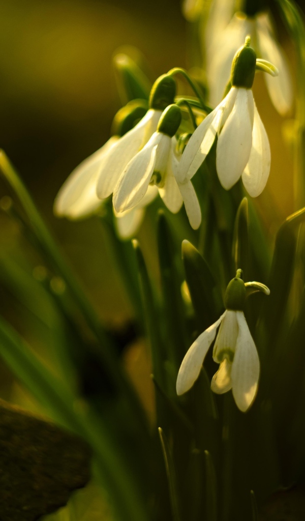 Белые цветы подснежника в лучах весеннего солнца