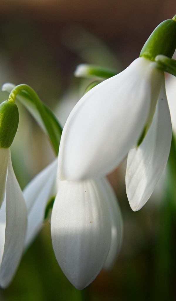 Белые подснежники крупным планом
