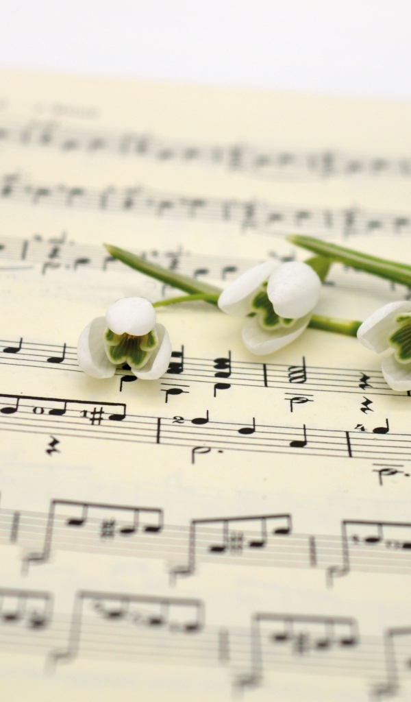 Белые подснежники на нотной тетради