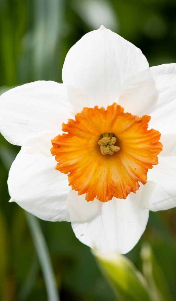 Белый весенний нарцисс крупным планом