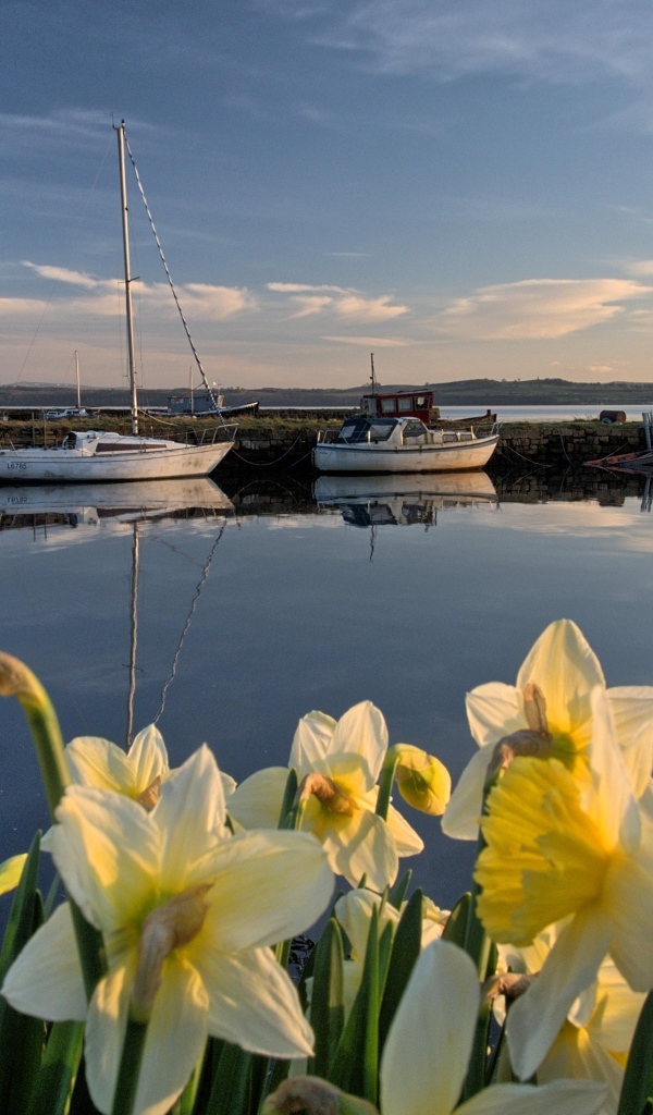 Белые весенние нарциссы растут у воды