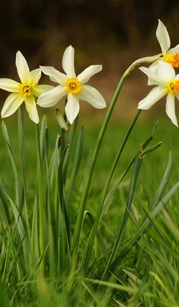 Белые весенние нарциссы в зеленой траве