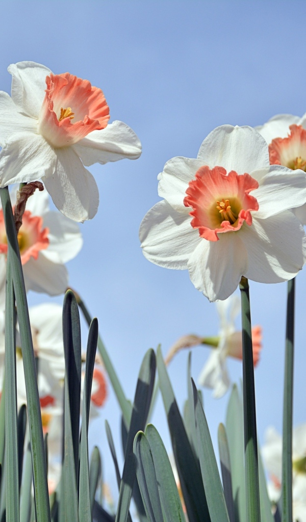 Белые весенние нарциссы на голубом фоне