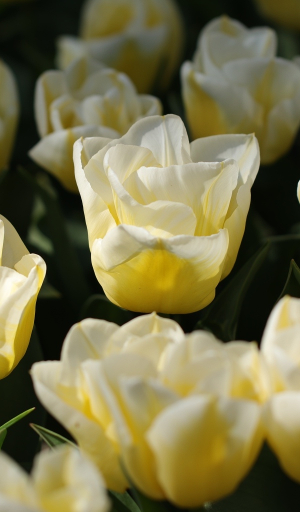 Белые тюльпаны на клумбе в лучах солнца