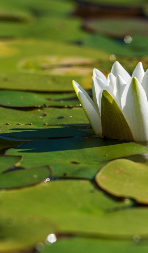 Белая водяная лилия распускается в пруду