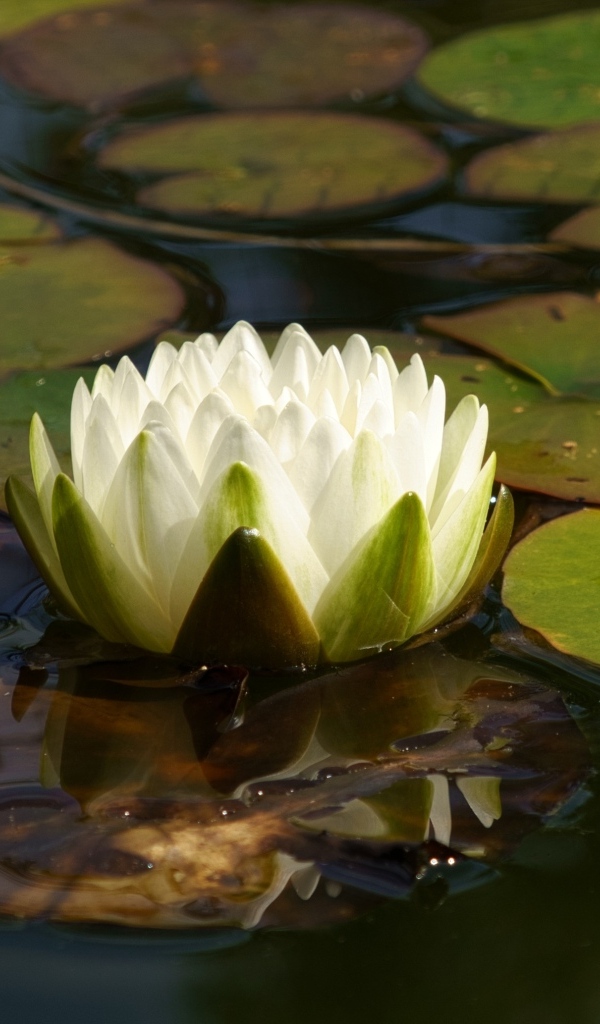 Белая водяная лилия плавает в зеленых листьях