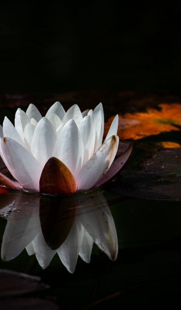 Белый цветок водяной лилии с большим зелеными листьями в пруду