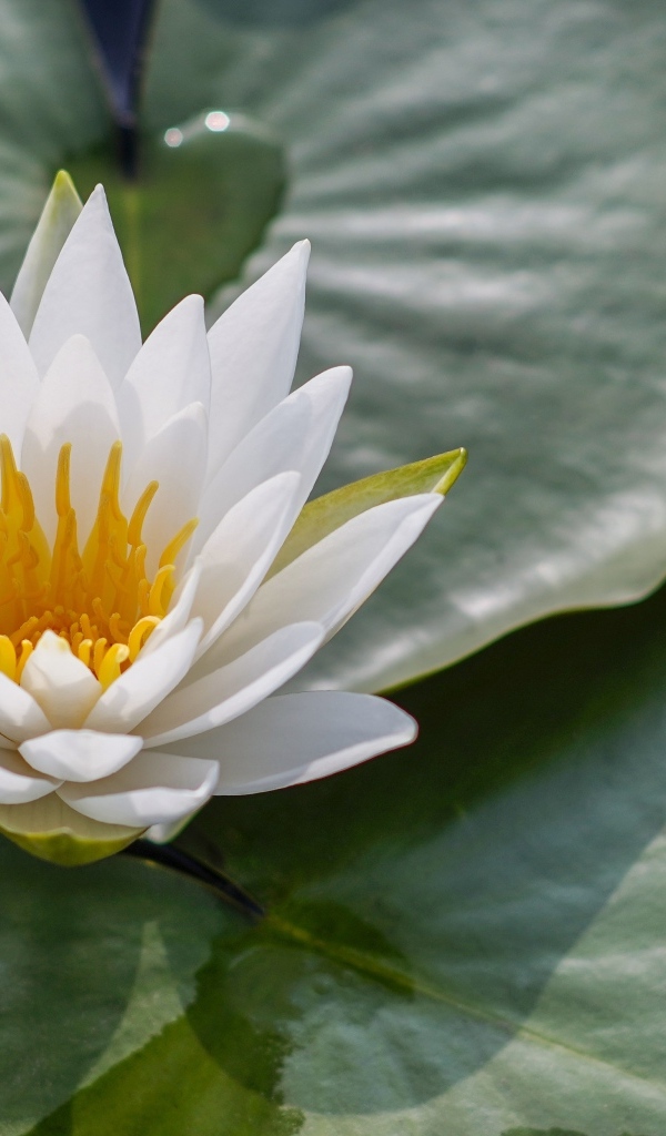 Белая кувшинка в зеленых листьях в воде