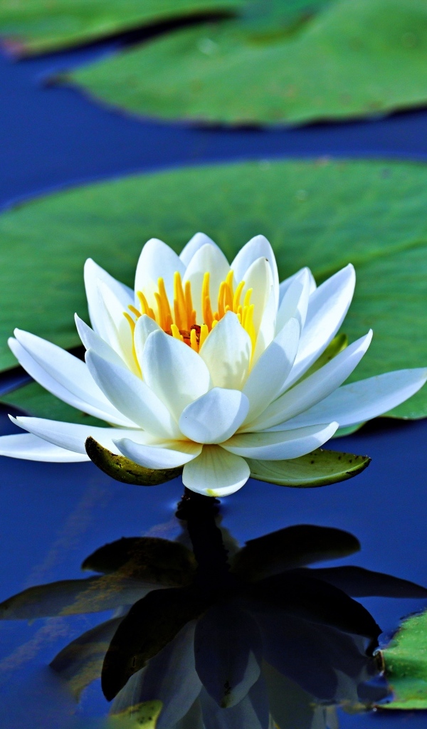 Белая водяная лилия с большими зелеными листьями в пруду