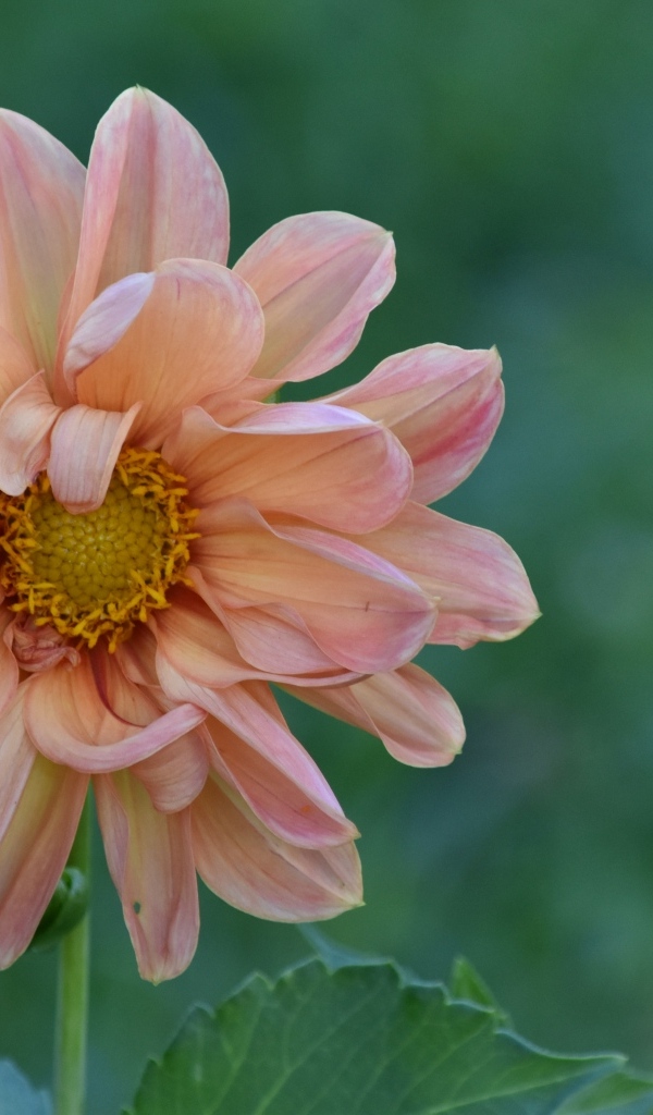 Увядшая розовая георгина на клумбе