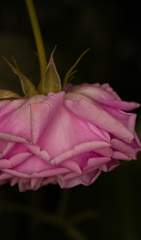 Увядшая розовая роза