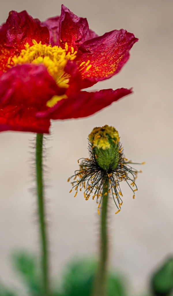 Увядшие лепестки красного мака