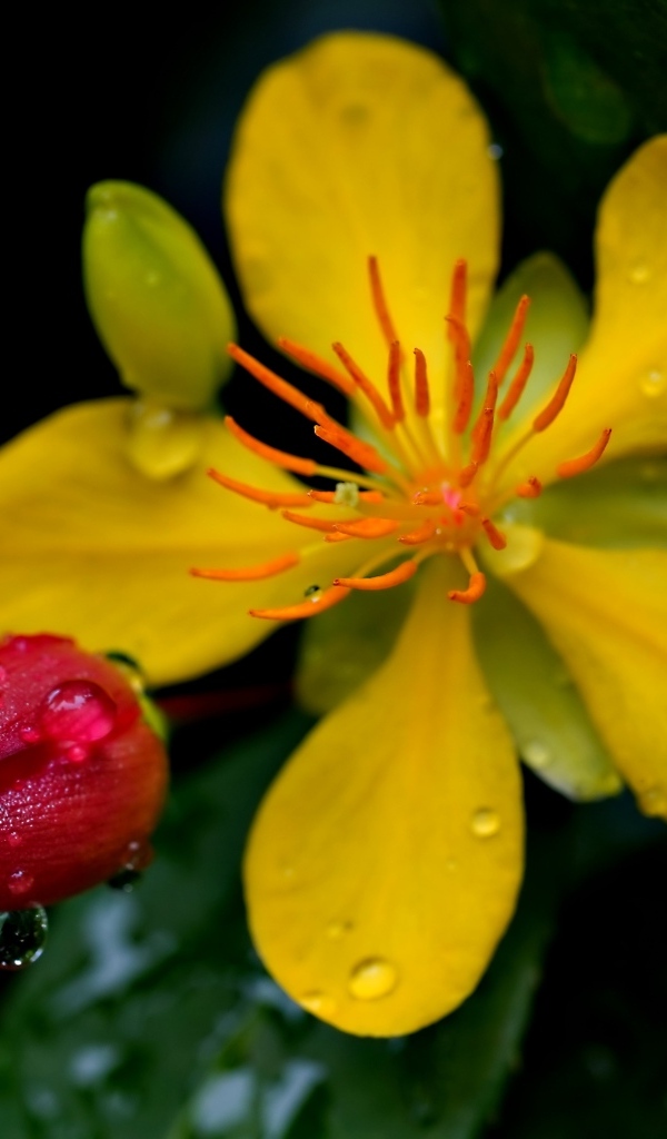 Желтый цветок зверобоя с бутоном крупным планом