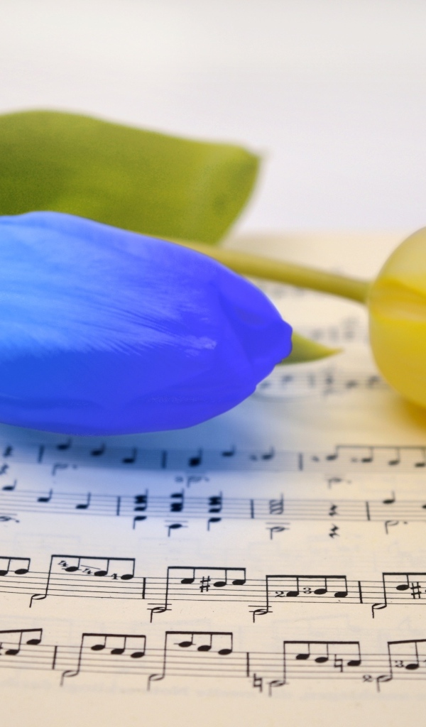 Желтый и синий тюльпан лежат на нотной тетради