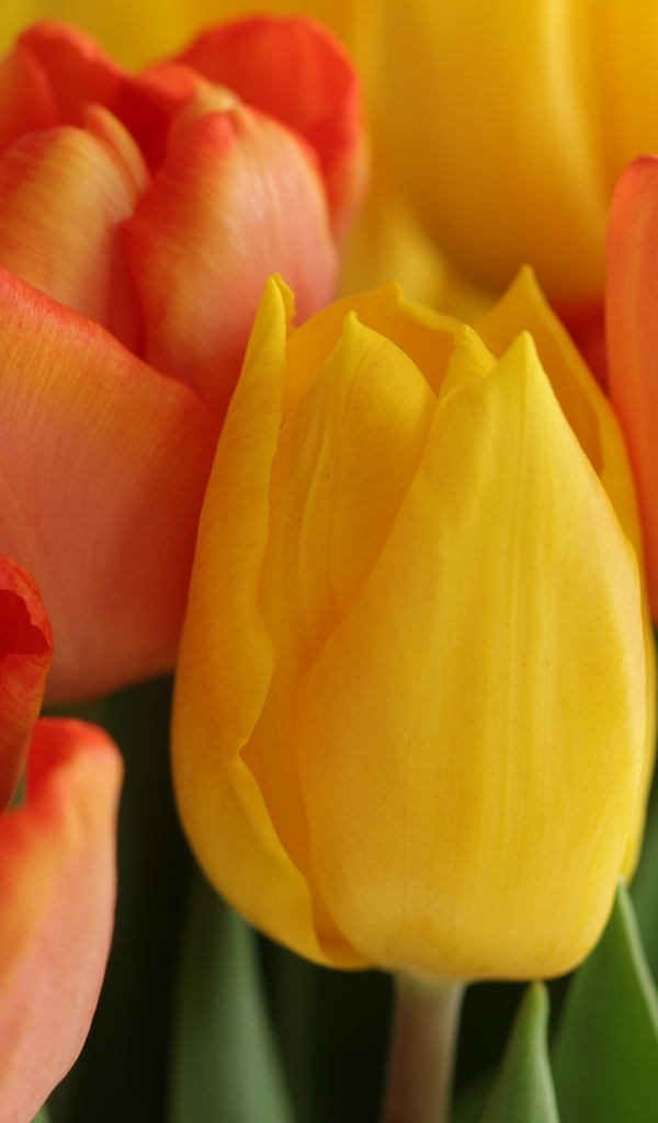 Желтые и оранжевые тюльпаны крупным планом