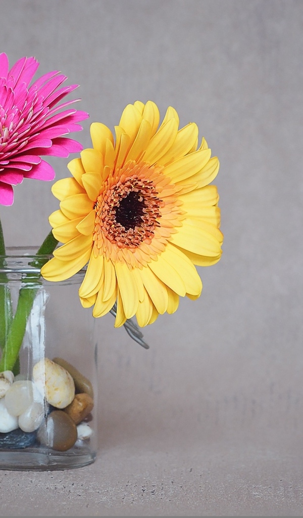 Желтый и розовый цветок герберы в банке