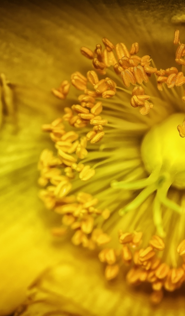 Желтый цветок анемоны крупным планом