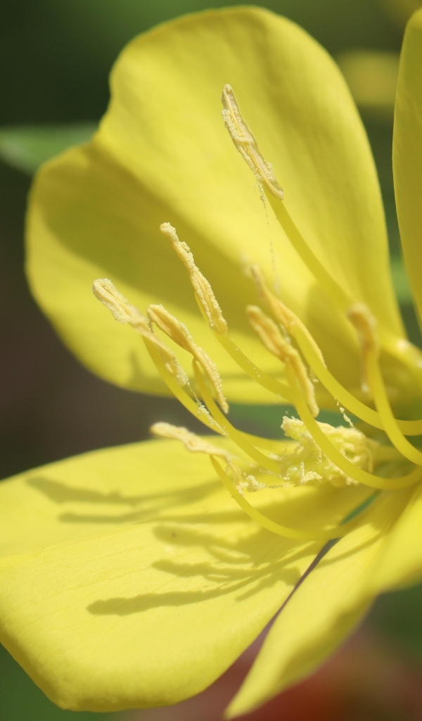 Желтый красивый цветок энотера