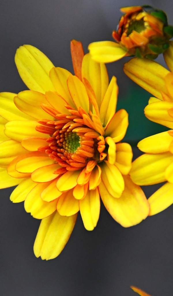 Желтые хризантемы с бутонами на сером фоне