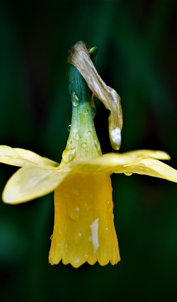 Желтый нарцисс в каплях росы