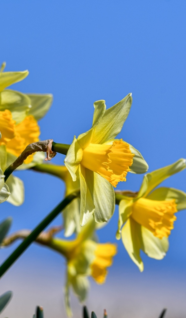 Желтые нарциссы на фоне голубого неба весной
