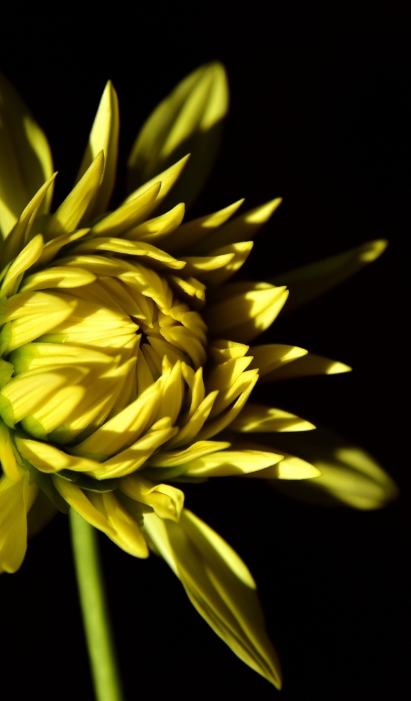 Желтый цветок георгина на черном фоне