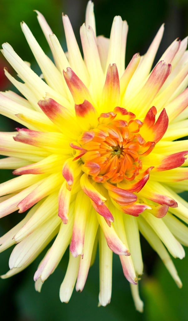 Цветок желтого георгина с острыми лепестками