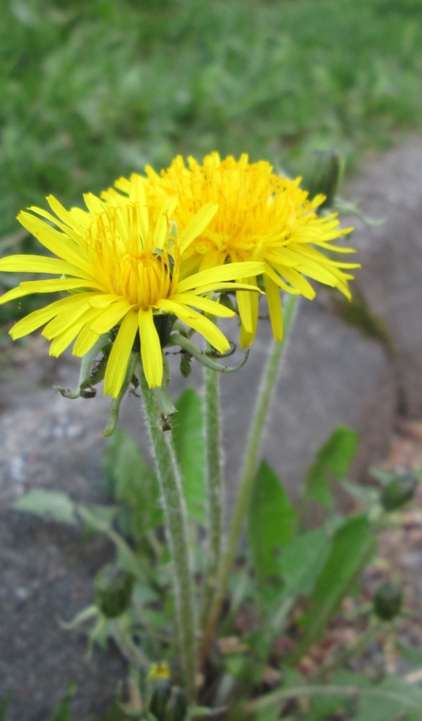 Желтые цветы одуванчика у дороги 