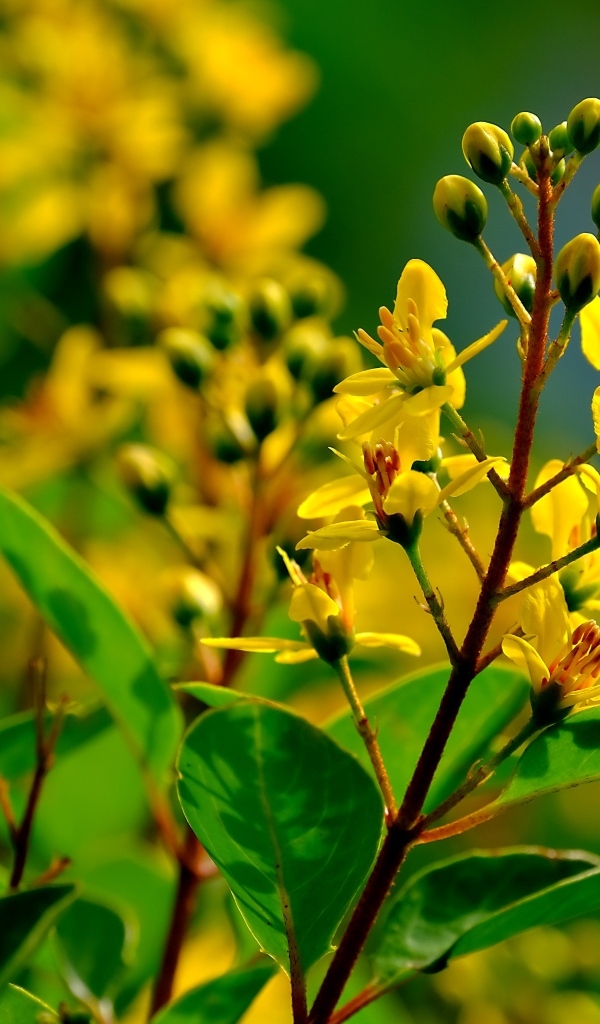 Желтые цветы на ветках