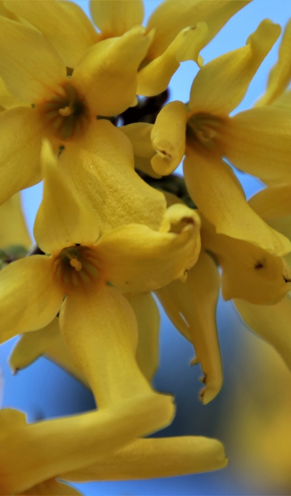 Желтые цветы форзиция крупным планом