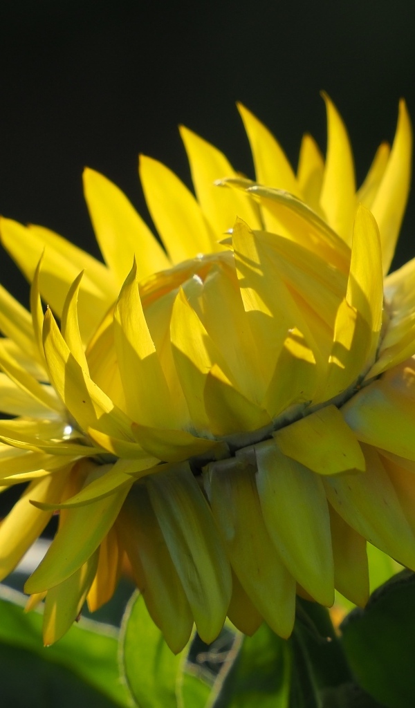 Желтый садовый цветок на черном фоне