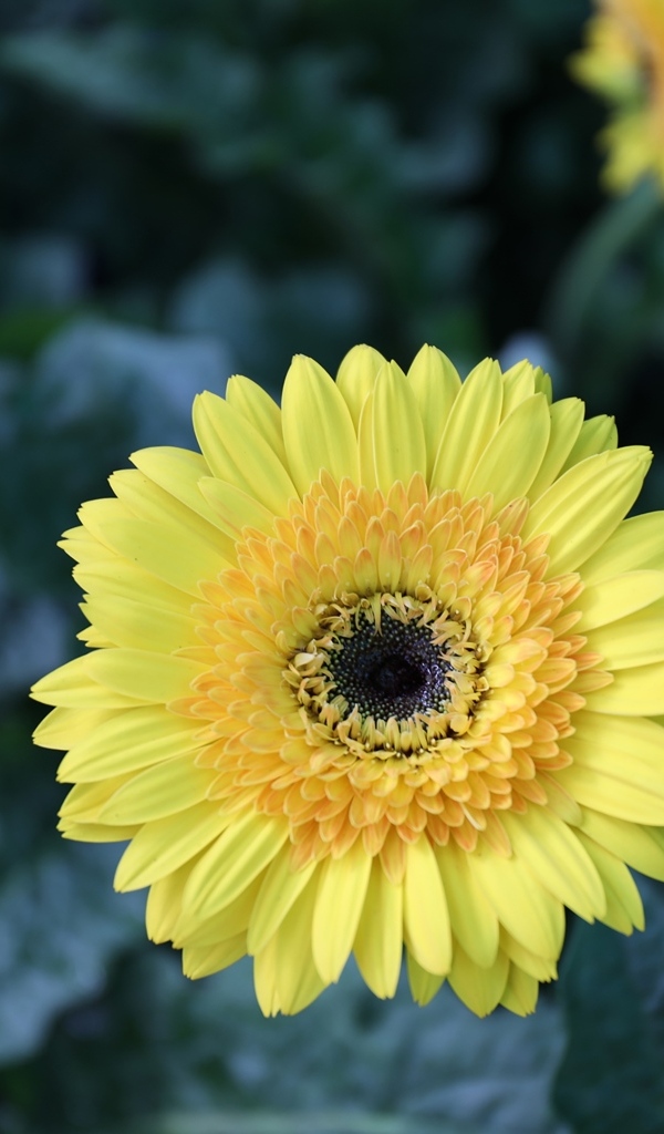 Желтый цветок герберы на клумбе крупным планом