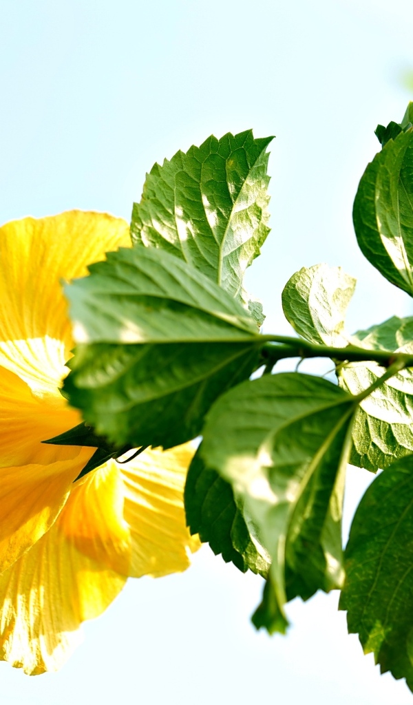 Желтый цветок гибискуса с зелеными листьями на ветке