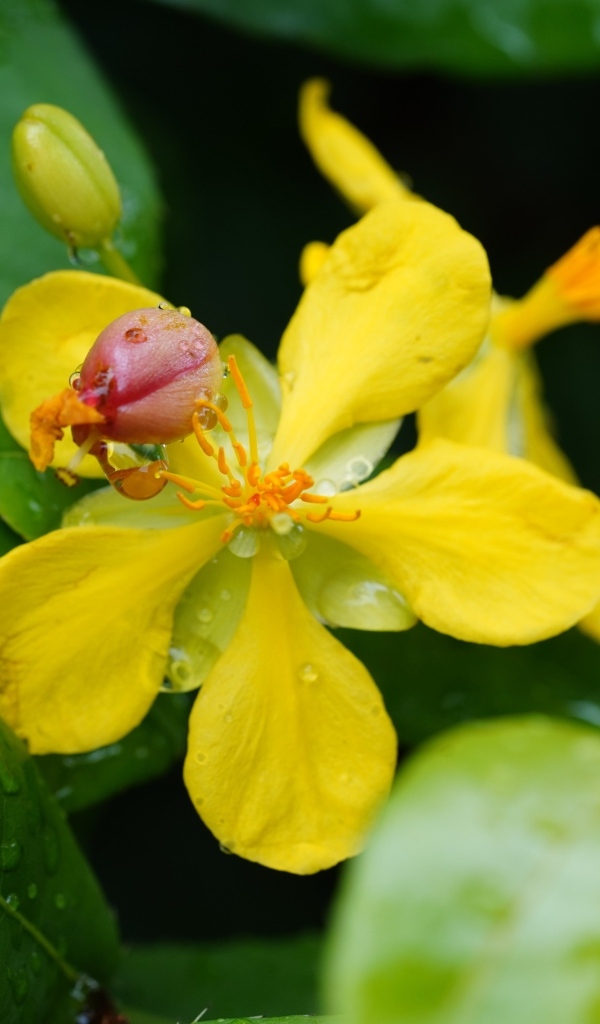 Желтый цветок гиперкум в каплях дождя