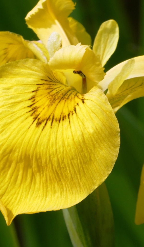 Желтый цветок ириса крупным планом