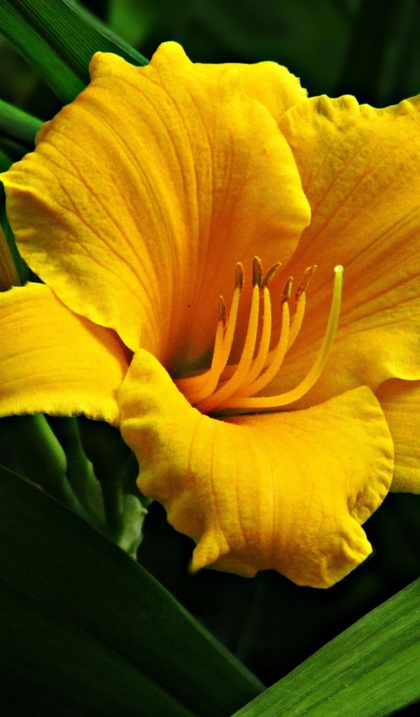 Желтый крупный цветок лилии с бутонами