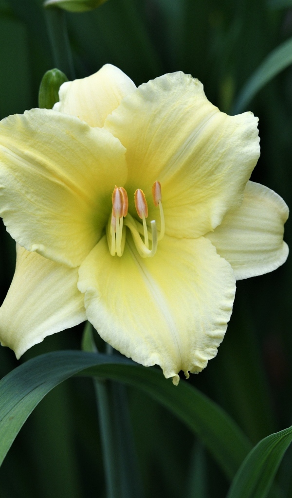 Желтый цветок лилии в зеленых листьях