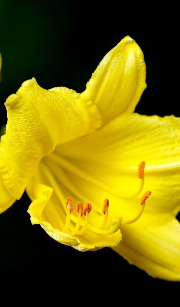 Желтая лилия с бутоном на черном фоне