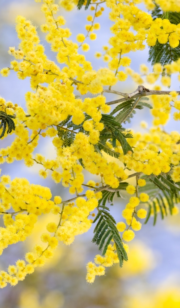 Желтая пышная ветка весенней мимозы